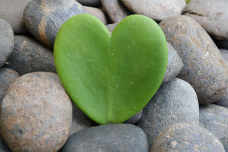 hoya heart tree on the rockの写真素材