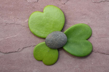 hoya heart tree on the rockの写真素材