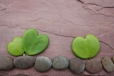 hoya heart tree on the rockの写真素材
