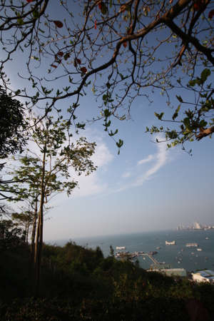tree on mountianの写真素材