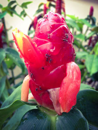 Ants on plantの素材