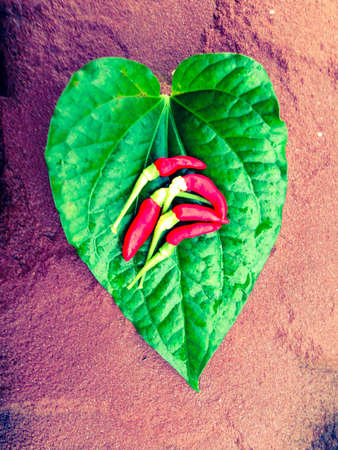 Spices and herbsの素材