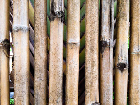 Bamboo backgroundの素材