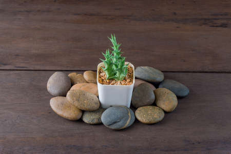 small beautiful cactus and rock in the wooden backgroundの写真素材