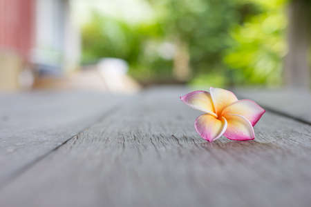 Drop of water on Frangipani flowers on wood floorの写真素材