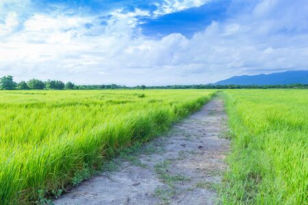 Rice field and the pathway in Thailandの写真素材