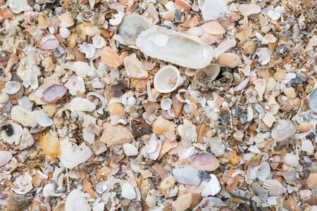 Various of Sea shells on sand , backgroundの写真素材