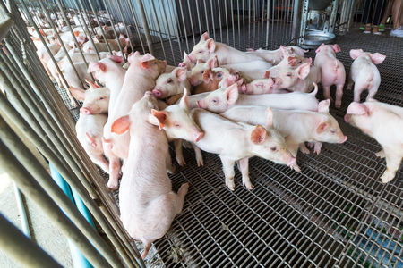 A group of piglet in the cage at the pig farmの写真素材