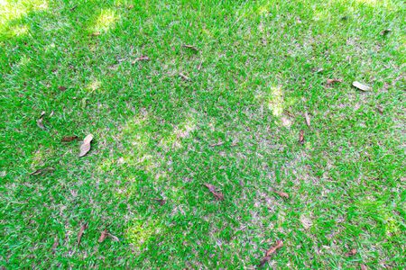 grass , lawn and leafs on the floorの写真素材