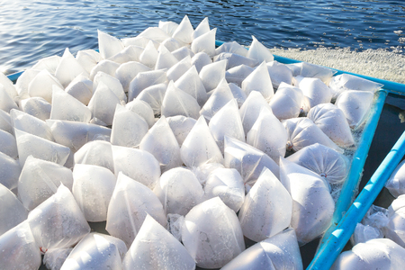 Larval shrimp in a plastic bag. floating in a Shrimp pond. Prepare for release into the pondの写真素材