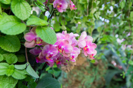 beautiful Red vanda orchids with other plant and leavesの写真素材