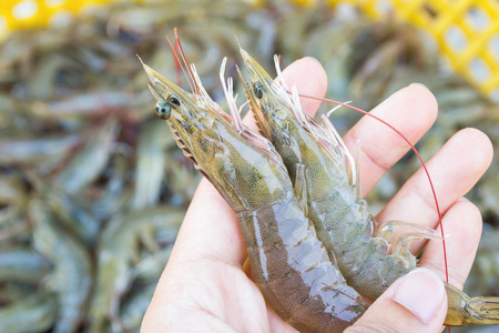 hand holding a fresh shrimp at seafood marketの写真素材