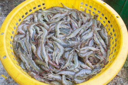 Fresh shrimp in a yellow basketの写真素材