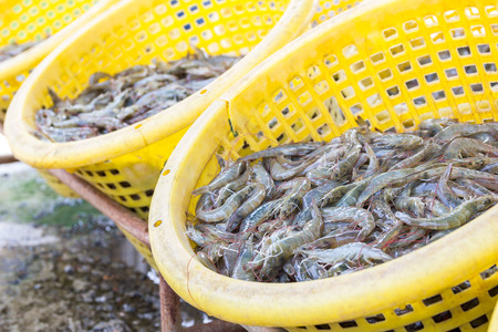 fresh shrimp in yellow basket prepare for sell at seafood marketの写真素材