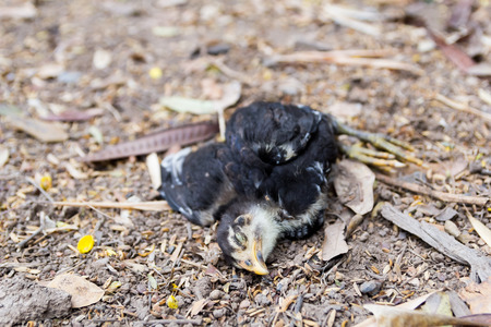 the chick dead on the floorの写真素材