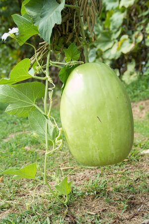 Winter melon fruit on the plantの写真素材