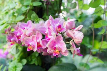beautiful Red vanda orchids with other plant and leavesの写真素材
