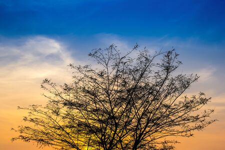Big tree branch on after sunset with sky and golden light (Sillhouette)の写真素材