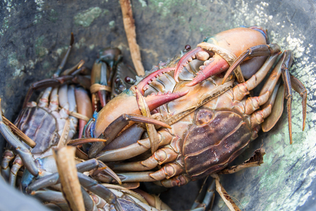 fresh crab in the bucketの写真素材