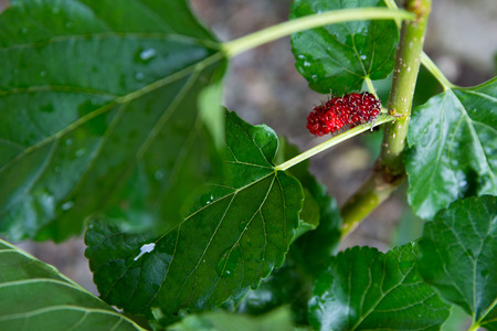 red unripe mulberry on the branch at the gardenの写真素材