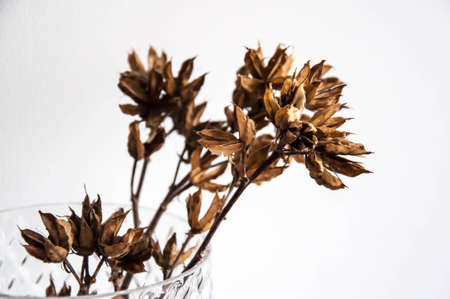 Dry flowersの写真素材