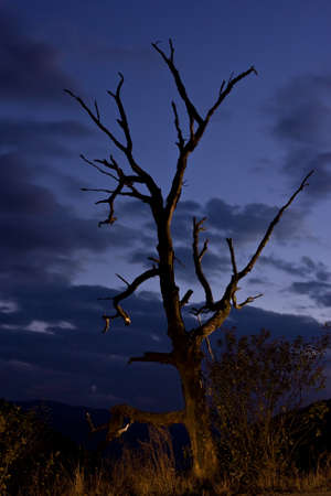 Single tree with dark sky backgroundの写真素材