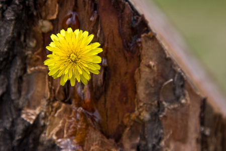 A beautiful yellow flower bloomed on a stumpの写真素材