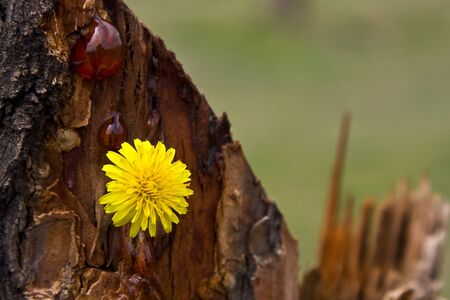 A yellow flower bloomed on a stump with wild honey on itの写真素材