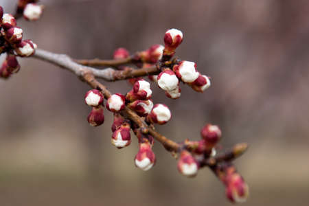 White buds on a wet branch of a tree in blossom
