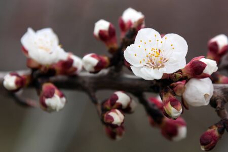 White flowers and buds of an apricot tree in spring blossomの写真素材