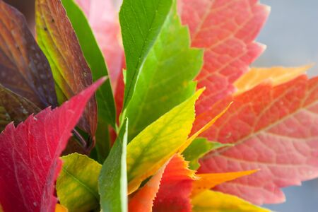 Close-up bunch of colorful autumn leafの写真素材