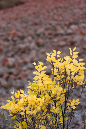Single tree with autumn yellow leaves on blurred red stony backgroundの写真素材