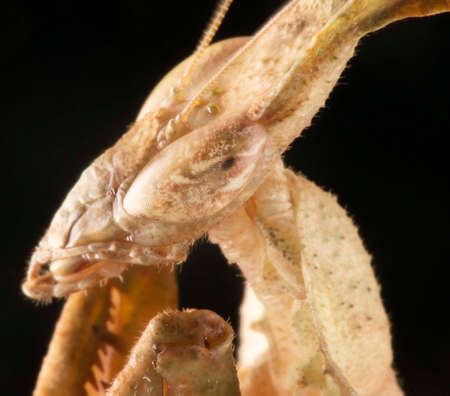 green ghost mantis from other sideのeditorial素材