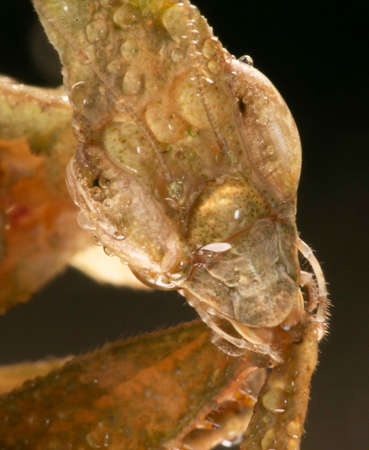 Yellow Ghost Mantis Full Faceの写真素材