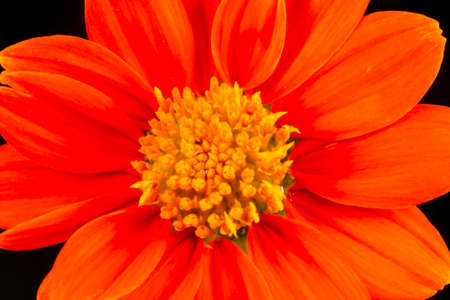 Red and yellow sunflower from asiaの写真素材