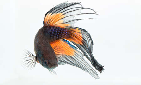 colorful fish in aquariumの写真素材