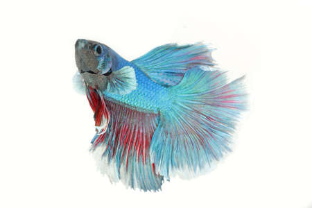 colorful betta fish isolated on whiteの写真素材
