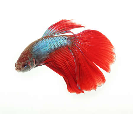 Beautiful betta fish in actionの写真素材