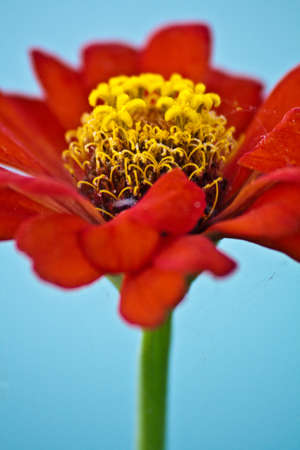 Flowers の写真素材