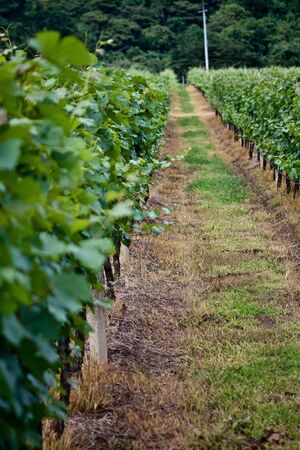 farm in thailandの写真素材