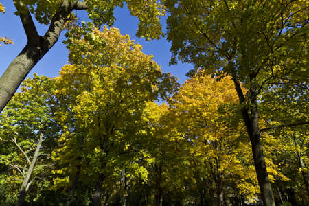 autumn forest with blue sky 