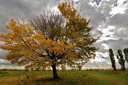 a sloped tree in autumn with dramatic sky  