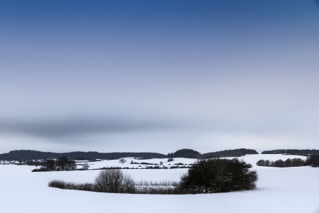 Island of plants in a winter landscape の写真素材