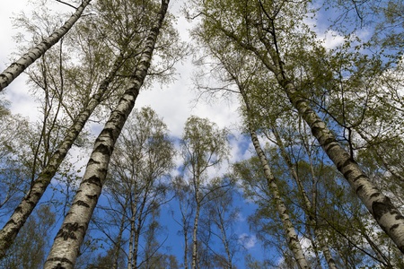worm s-eye-view of a birch forestの写真素材
