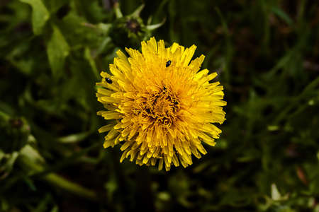 closeup of a common dandelion  taraxacum officinale  の写真素材