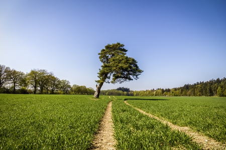 Sloped pine tree on a green field の写真素材