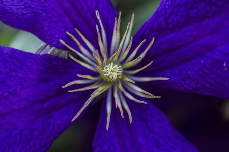 Closeup of a Clematis Jackmannii in springの写真素材