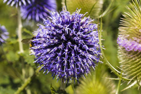 closeup of a thistle, Onopordum acanthium の写真素材
