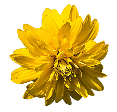 closeup of a yellow chrysanthemum isolated on white の写真素材