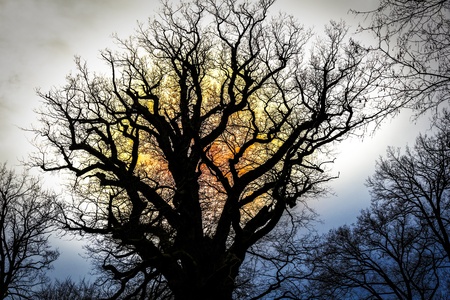 Silhouette of an oak against the sun.の写真素材